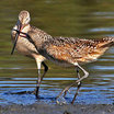 Marbled Godwit